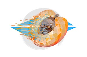 Vector apricot in low poly style