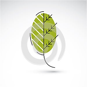 Vector illustration of green alder tree leaf isolated on white b