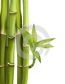 Vector illustration of Green bamboo trees inside the forest