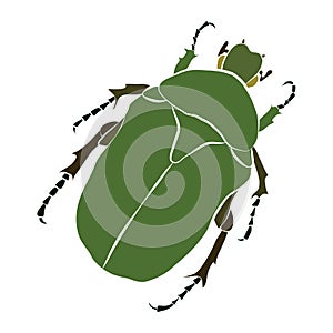 Vector illustration of green beetle. Cryptocephalus sericeus