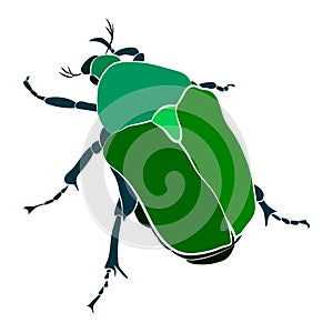 Vector illustration of green beetle. Cryptocephalus sericeus