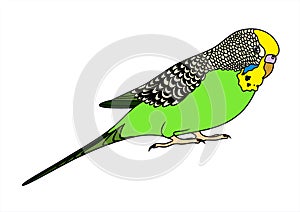 Vector illustration of green budgie