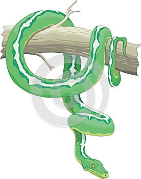 Green Tree Snake Illustration