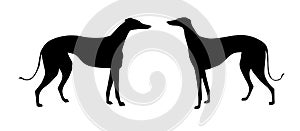 Vector illustration greyhound