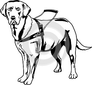Guide Dog Illustration