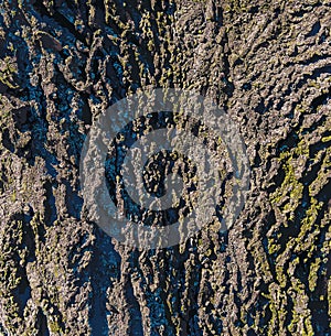 Vector illustration of Hackberry bark texture. Texture of Hackberry bark. Hackberry bark background. photo