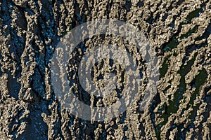 Vector illustration of Hackberry bark texture. The texture of the Hackberry bark. Hackberry bark background. photo
