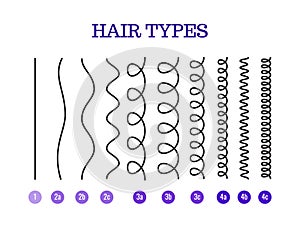 Vector Illustration of a Hair Types chart displaying all types and labeled.