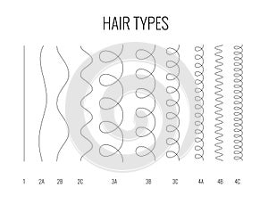 Vector Illustration of a Hair Types chart displaying all types and labeled.