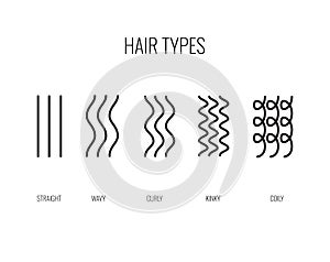 Vector Illustration of a Hair Types chart displaying all types and labeled. photo