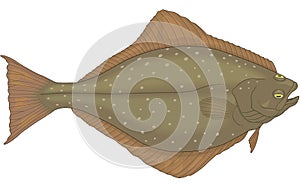 Halibut Flatfish Illustration photo