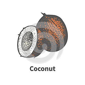 Vector illustration hand-drawn brown ripe coconut