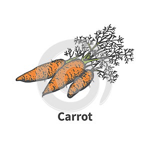 Vector illustration hand-drawn carrots with tops