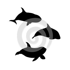 Vector illustration of hand drawn killer whale set silhouette. Animal orca family silhouette