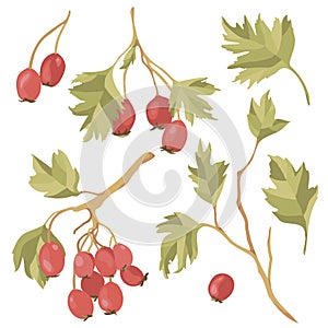 Vector illustration of hawthorn red berries and green leaves on branches. Botanical art. clipart.