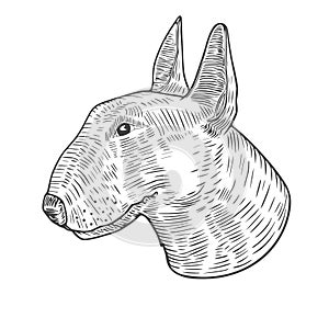 Vector illustration of the head of an English bull terrier