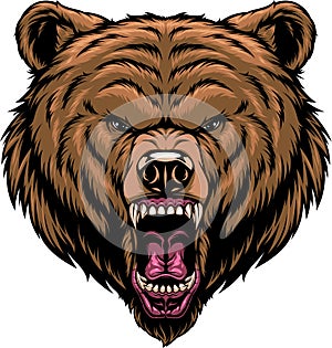 Vector illustration, the head of a ferocious grizzly bear