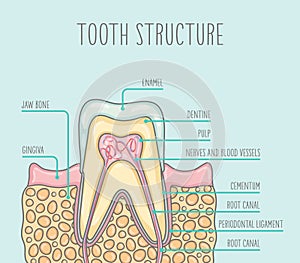 Vector illustration of a healthy human tooth structure.