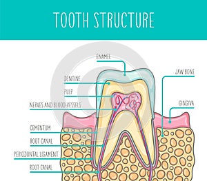 Vector illustration of a healthy human tooth structure.