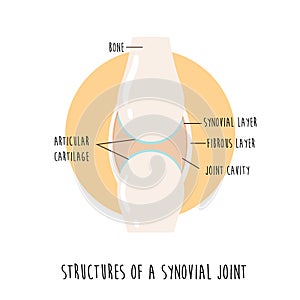 Vector illustration of a healthy synovial joint