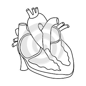 Vector illustration of Heart - Part of Human Organic.