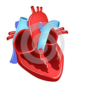 Vector illustration of Heart - Part of Human Organic.