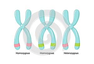 Vector illustration of heterologous and homologous chromosomes