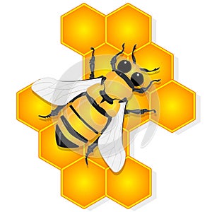 Vector illustration of honey bee and honeycomb  on white background