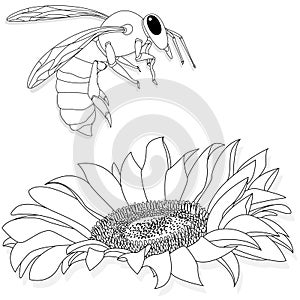 Vector illustration of honey bee on white background. Coloring image