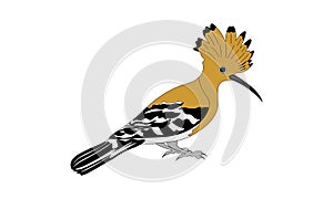 Vector illustration of a hoppoe bird themed photo