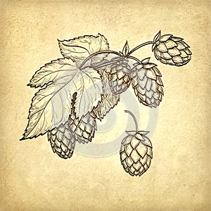 Vector illustration of hops