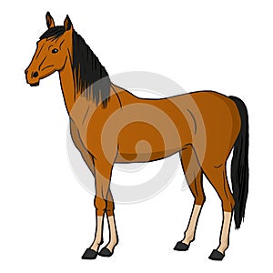 Vector illustration horse