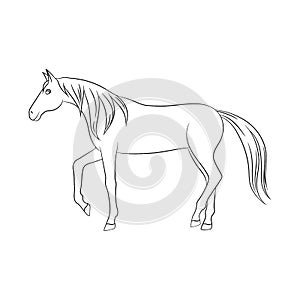 Vector illustration of horse and steed icon. Collection of horse and western stock symbol for web.