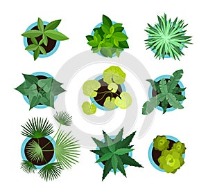 Vector illustration of house plants in pots, icon set top view, green pets flowers, palm in flat style isolated on the