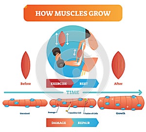 Vector illustration about how muscles grow. Medical educational diagram and scheme with satellite cell and fusion of cells. photo