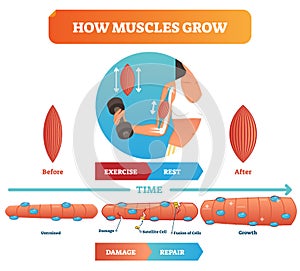 Vector illustration about how muscles grow. Medical educational diagram and scheme with satellite cell and fusion of cells.