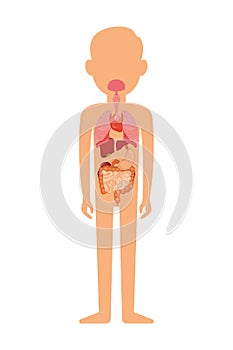 Vector illustration of human anatomy diagram. Man