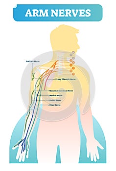 Vector illustration with human arm nerves. Scheme with axillary, long thoracic, musculocutaneous, median, radial and ulnar nerves.