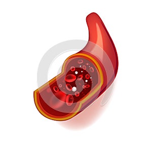 Vector illustration of human blood vessel in section with red blood cells.