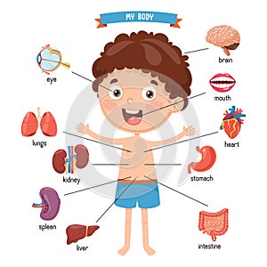 Vector Illustration Of Human Body