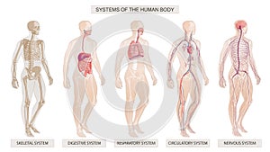 The vector illustration Human Body Systems Circulatory, Skeletal, Nervous, Digestive systems