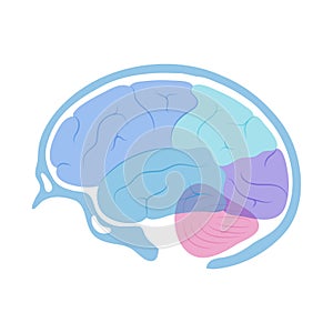 Vector illustration of human brain anatomy