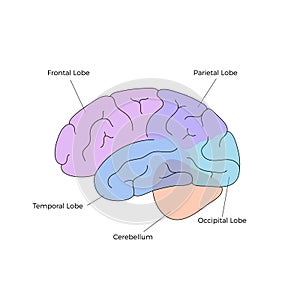 Vector illustration of human brain anatomy