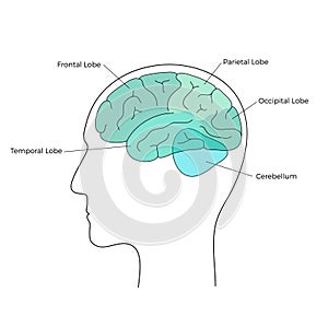 Vector illustration of human brain anatomy