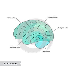 Vector illustration of human brain anatomy