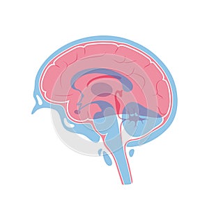 Vector illustration of human brain anatomy