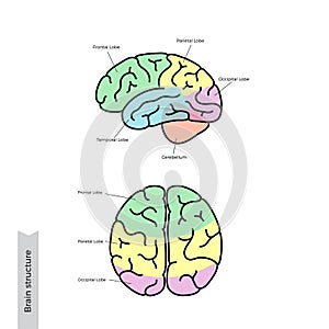 Vector illustration of human brain anatomy