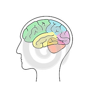 Vector illustration of human brain anatomy