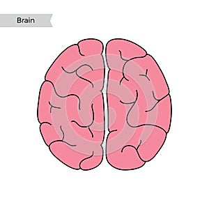 Vector illustration of human brain anatomy