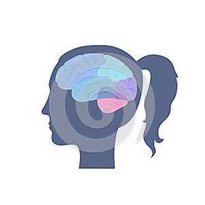 Vector illustration of human brain anatomy